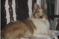 苏格兰牧羊犬吃什么,营养均衡的饮食搭配