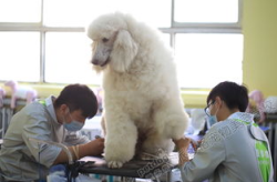 宠物美容师证书,专业认证之路，开启宠物美容新篇章