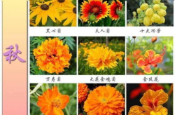 春夏秋冬各开什么花,四季花卉绽放之美